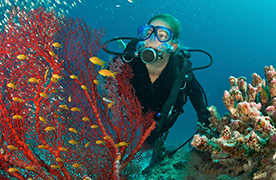 Scuba diver Scuba diver